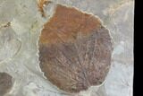Two Fossil Leaves - Davidia And Zizyphoides - Montana #95294-2